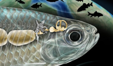 An artist’s reconstruction of the Weberian apparatus in Acronichthys maccognoi; the Weberian structure (gold-colored bones at center) arose from a rib (shown in gray attached to several back bones in the spine) and connect the fish’s air bladder (left) with the inner ear (right). Image credit: Ken Naganawa, University of California, Berkeley.