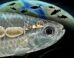An artist’s reconstruction of the Weberian apparatus in Acronichthys maccognoi; the Weberian structure (gold-colored bones at center) arose from a rib (shown in gray attached to several back bones in the spine) and connect the fish’s air bladder (left) with the inner ear (right). Image credit: Ken Naganawa, University of California, Berkeley.