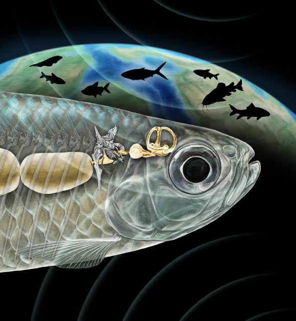An artist’s reconstruction of the Weberian apparatus in Acronichthys maccognoi; the Weberian structure (gold-colored bones at center) arose from a rib (shown in gray attached to several back bones in the spine) and connect the fish’s air bladder (left) with the inner ear (right). Image credit: Ken Naganawa, University of California, Berkeley.