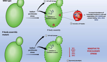 Model depicting the importance of RNP condensate in mediating survival under Mars-like stress condition. Image credit: Dhage et al., doi: 10.1093/pnasnexus/pgaf300.