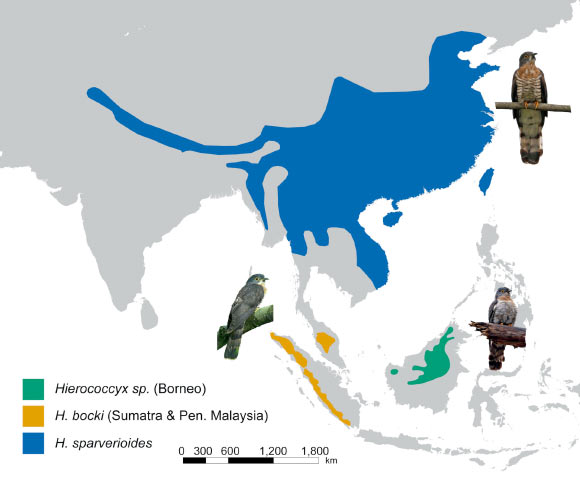 Breeding range map of Hierococcyx bocki from Sumatra and Peninsular Malaysia, Hierococcyx sp. from Borneo, and Hierococcyx sparveriodes. Image credit: Ayuwat Jearwattanakanok / Robert O. Hutchinson / James A. Eaton.