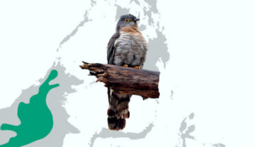 Hierococcyx tiganada. Image credit: Robert O. Hutchinson.