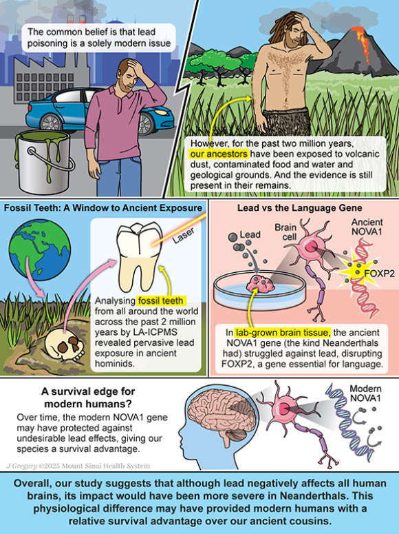 Lead exposure to humans in modern times versus our ancestors. Image credit: J. Gregory / Mount Sinai Health System.