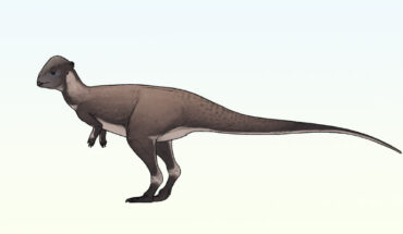 Life reconstruction of Brontotholus harmoni. Image credit: Connor Ashbridge / CC BY 4.0.