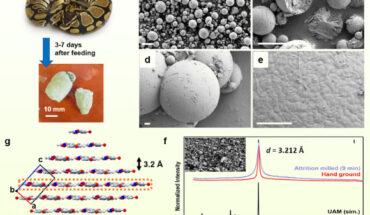 Thornton et al. investigated the solid urine of more than 20 reptile species. Image credit: Thornton et al., doi: 10.1021/jacs.5c10139.