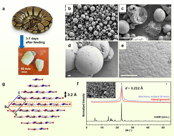 Thornton et al. investigated the solid urine of more than 20 reptile species. Image credit: Thornton et al., doi: 10.1021/jacs.5c10139.