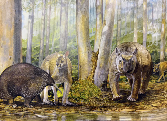 Megafaunal animals from Mammoth Cave about 50,000 years ago: the giant long-beaked echidna Murrayglossus hacketti, the giant kangaroo Procoptodon browneorum, the giant diprotodontid Zygomaturus trilobus, and the thylacine (Thylacinus cynocephalus). Image credit: Peter Schouten.