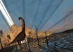 Flynn et al. analyzed Alamosaurus fossils found in northwestern New Mexico and discovered these dinosaurs were very different but the same age as dinosaurs found further north in Wyoming and Montana. Image credit: Natalia Jagielska.