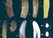 The right lower canine of a large proborhyaenid sparassodont from the Tremembé Formation, Brazil. Scale bars - 5 mm in (A-E) and 20 mm in (H). Image credit: Rangel et al., doi: 10.4072/rbp.2025.2.0534.