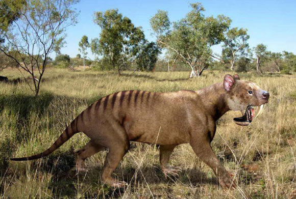 Life reconstruction of Thylacosmilus atrox, a species of saber-toothed metatherian mammal that belonged to the sister lineage of the Proborhyaenidae. Image credit: Roman Uchytel.