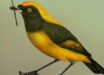 Life reconstruction of the St Bathans bowerbird (Aeviperditus gracilis). Image credit: Sasha Votyakova / Te Papa / CC BY 4.0.