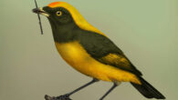Life reconstruction of the St Bathans bowerbird (Aeviperditus gracilis). Image credit: Sasha Votyakova / Te Papa / CC BY 4.0.