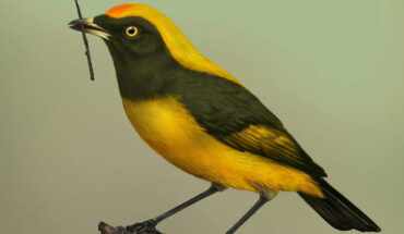 Life reconstruction of the St Bathans bowerbird (Aeviperditus gracilis). Image credit: Sasha Votyakova / Te Papa / CC BY 4.0.