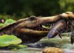 An artist’s impression of Wadisuchus kassabi. Image credit: Nathan Dehaut / MUVP.