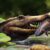An artist’s impression of Wadisuchus kassabi. Image credit: Nathan Dehaut / MUVP.