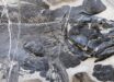 Whiteia anniae in right lateral view, holotype. Image credit: Dai et al., doi: 10.1038/s41598-025-20229-w.