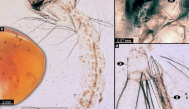 Larva of Cretosabethes primaevus. Image credit: Amaral et al., doi: 10.1016/j.gr.2025.09.011.