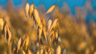The oat (Avena sativa). Image credit: Krystian Win.