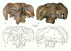 Holotypic braincase of Athenar bermani. Image credit: Whitlock et al., doi: 10.26879/1550.