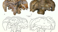 Holotypic braincase of Athenar bermani. Image credit: Whitlock et al., doi: 10.26879/1550.