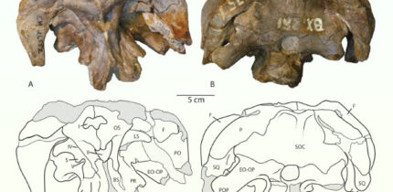 Holotypic braincase of Athenar bermani. Image credit: Whitlock et al., doi: 10.26879/1550.