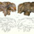 Holotypic braincase of Athenar bermani. Image credit: Whitlock et al., doi: 10.26879/1550.
