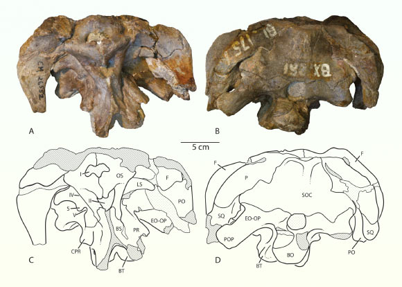Holotypic braincase of Athenar bermani. Image credit: Whitlock et al., doi: 10.26879/1550.
