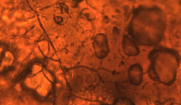 Morphology and internal structures of Spongiophyton nanum. Image credit: Becker-Kerber et al., doi: 10.1126/sciadv.adw7879.