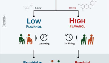 Consuming high-flavanol foods during sedentary periods may be used alone or in combination with other strategies (e.g. breaking up sitting) to reduce the impact of inactivity on the vascular system. Image credit: Daniele et al., doi: 10.1113/JP289038.