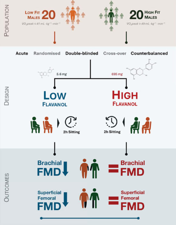 Consuming high-flavanol foods during sedentary periods may be used alone or in combination with other strategies (e.g. breaking up sitting) to reduce the impact of inactivity on the vascular system. Image credit: Daniele et al., doi: 10.1113/JP289038.
