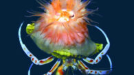 Paracalliactis tsukisome. Image credit: Yoshikawa et al., doi: 10.1098/rsos.250789.