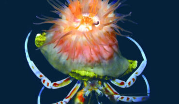 Paracalliactis tsukisome. Image credit: Yoshikawa et al., doi: 10.1098/rsos.250789.