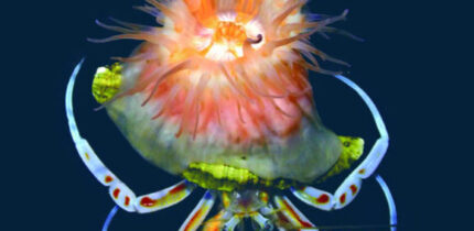 Paracalliactis tsukisome. Image credit: Yoshikawa et al., doi: 10.1098/rsos.250789.