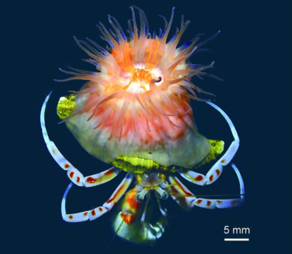Paracalliactis tsukisome. Image credit: Yoshikawa et al., doi: 10.1098/rsos.250789.