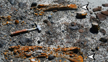 Preferential colonization of dinosaur bones by lichens. Image credit: Pickles et al., doi: 10.1016/j.cub.2025.09.036.