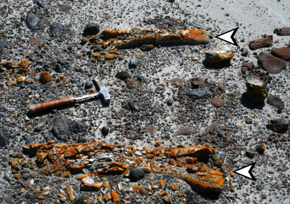 Preferential colonization of dinosaur bones by lichens. Image credit: Pickles et al., doi: 10.1016/j.cub.2025.09.036.