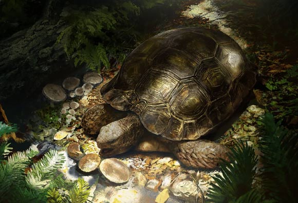 Life restoration of Manouria morla. Image credit: Rudolf Hima.