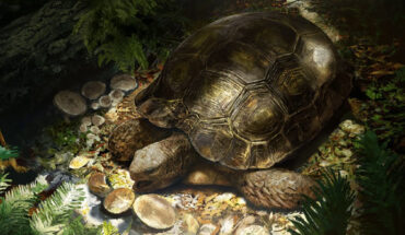 Life restoration of Manouria morla. Image credit: Rudolf Hima.