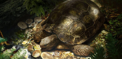 Life restoration of Manouria morla. Image credit: Rudolf Hima.