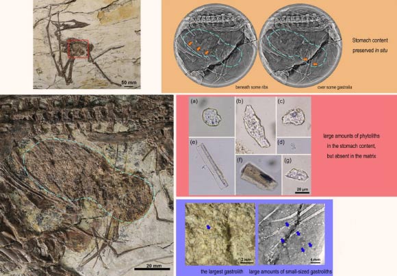 The specimen of Sinopterus atavismus. Image credit: Jiang et al., doi: 10.1016/j.scib.2025.06.040.