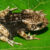 Nectophrynoides luhomeroensis, adult in life. Image credit: Thrane et al., doi: 10.3897/vz.75.e167008.