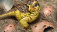 An artist’s reconstruction of a newly-hatched troodontid-like dinosaur among fragments of its eggshell. Image credit: Eva Utsukiyouhei.