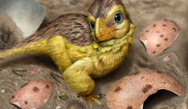 An artist’s reconstruction of a newly-hatched troodontid-like dinosaur among fragments of its eggshell. Image credit: Eva Utsukiyouhei.