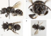 The new Megachile species. Image credit: Kit Prendergast & Joshua Campbell, doi: 10.3897/jhr.98.166350.