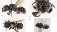 The new Megachile species. Image credit: Kit Prendergast & Joshua Campbell, doi: 10.3897/jhr.98.166350.