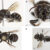 The new Megachile species. Image credit: Kit Prendergast & Joshua Campbell, doi: 10.3897/jhr.98.166350.