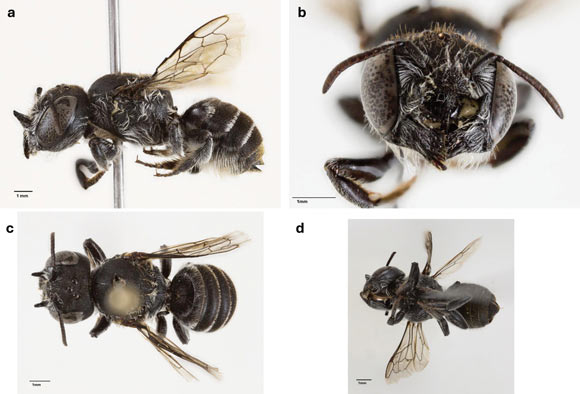 The new Megachile species. Image credit: Kit Prendergast & Joshua Campbell, doi: 10.3897/jhr.98.166350.