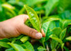 Tea plant (Camellia sinensis). Image credit: Yonghan Kim.