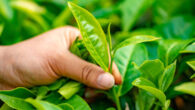 Tea plant (Camellia sinensis). Image credit: Yonghan Kim.