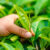 Tea plant (Camellia sinensis). Image credit: Yonghan Kim.